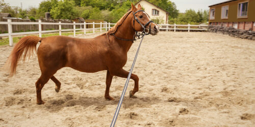 4 high-quality brands of horse training aids