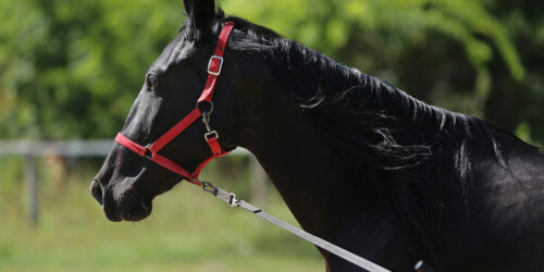3 essential horse-training aids for beginners