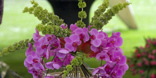 3 things to avoid while tending to orchids