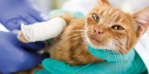 A Guide To Pet Insurance Coverage For Sterilization Services