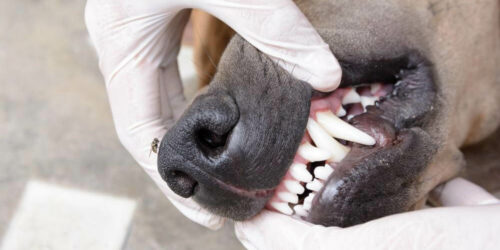 Dental Health Coverage In Pet Insurance Plans