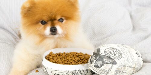 Dry vs. wet food – How to choose the best for your pet