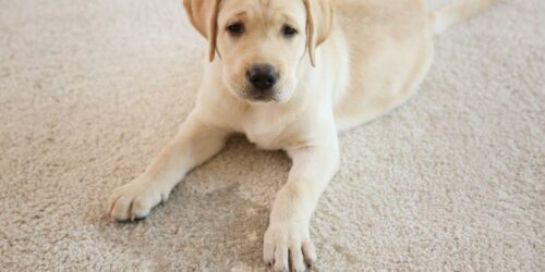 Here’s how to remove urine stains and odors from mattresses