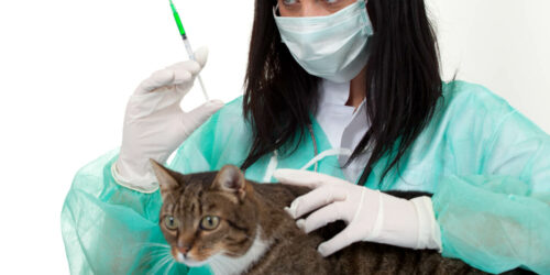 Pet Insurance Policies On Surgery