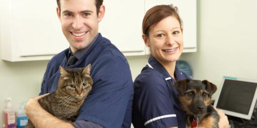 Pet Insurance Policies For Pre-Existing Conditions