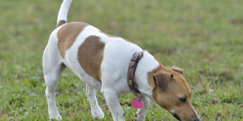 Dog Collars – How to Choose Them