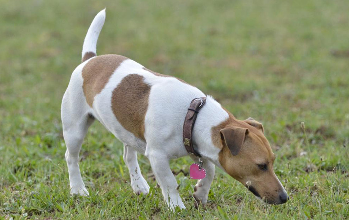 Dog Collars – How to Choose Them