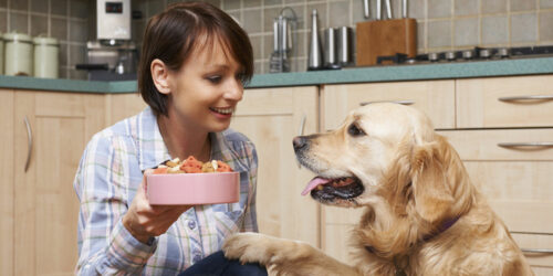 Here are the top 6 food allergies in cats and dogs