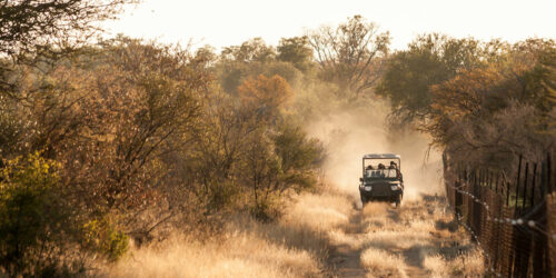 Tips for a Budgeted South Africa Safari Tour