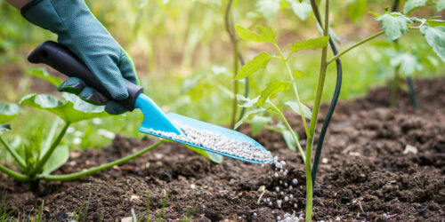 Tomato Fertilizers – Uses, Benefits, and Costs